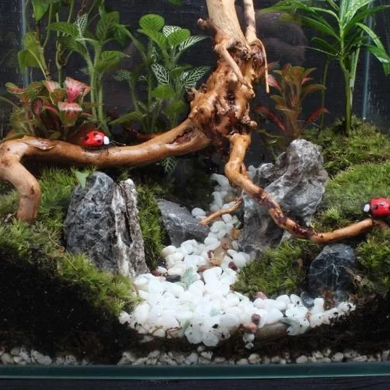 Natuurlijke Boomstam Drijfhout - Aquarium Plants Live recensie en prijs