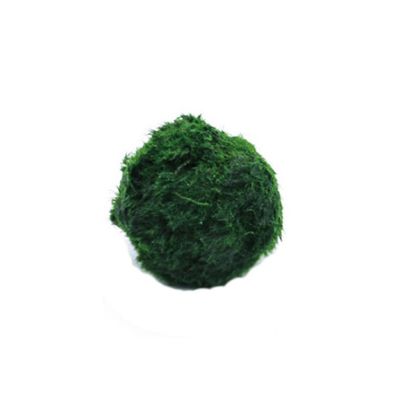 Marimo Mos Ballen Live Aquariu - Live Plant Aquarium recensie en prijs