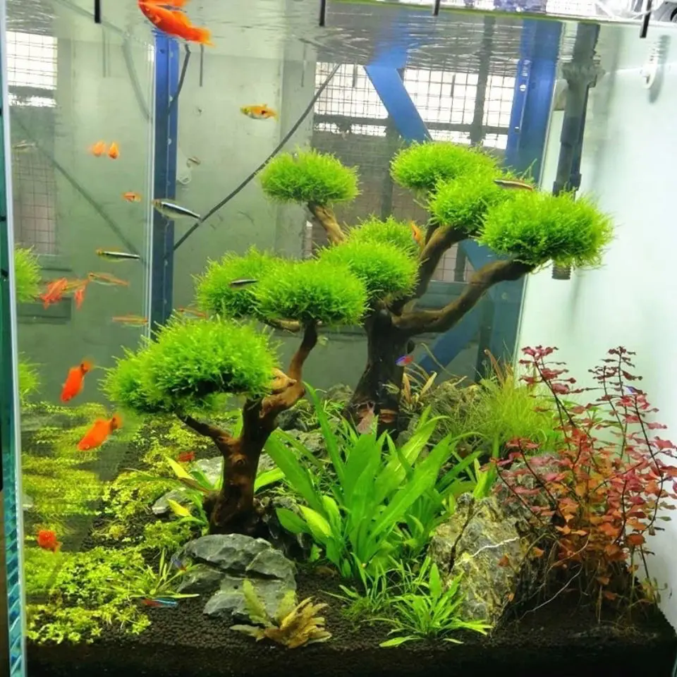 Aquarium Drijfhout Landschapsa - Aquarium Plant Substrate recensie en prijs